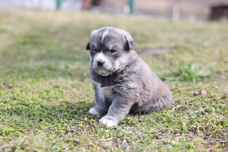 One tiny puppy sitting on green grass outdoorsの写真素材