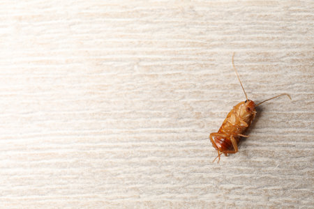 One cockroach on wooden table, top view. Space for textの写真素材