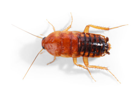One cockroach on white background, top view. Pest control