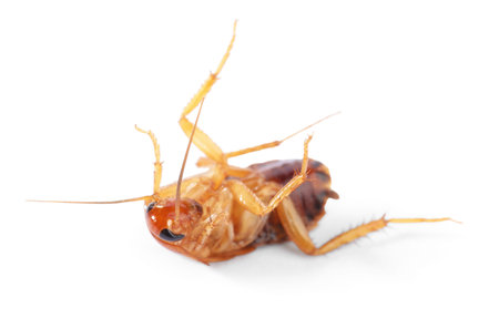 One cockroach on white background. Pest control