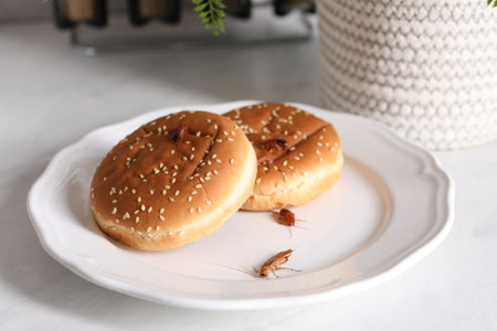 Cockroaches crawling on plate with buns on light table, closeupの写真素材
