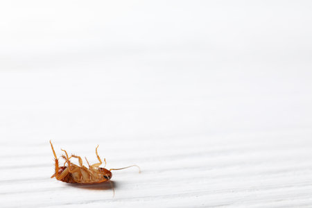 One cockroach on white wooden table, closeup. Space for textの写真素材