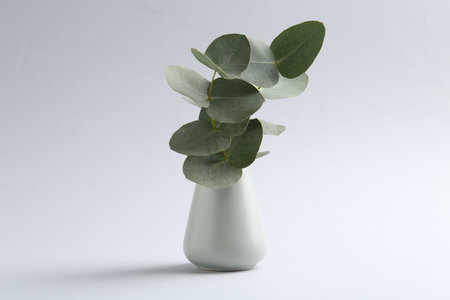 Beautiful eucalyptus branch in vase on white background