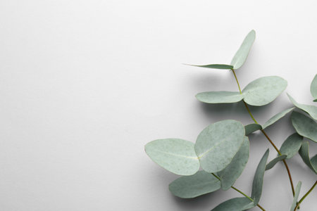 Beautiful eucalyptus branches on white background, top view. Space for textの写真素材