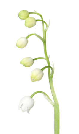 Beautiful fragrant lily-of-the-valley flowers isolated on whiteの写真素材