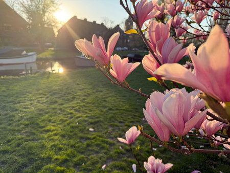 Magnolia tree with beautiful pink flowers outdoors, closeup. Space for textの写真素材