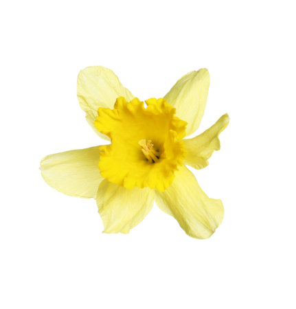 One beautiful yellow daffodil isolated on whiteの写真素材