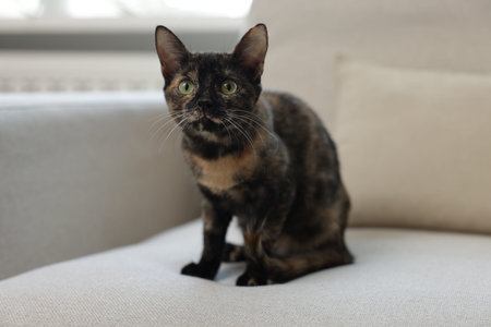 Cute calico kitten on sofa at homeの写真素材