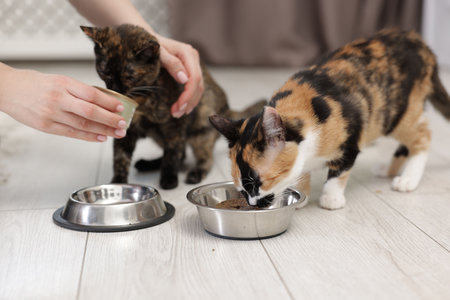 Woman feeding her cute calico kittens at home, closeupの写真素材