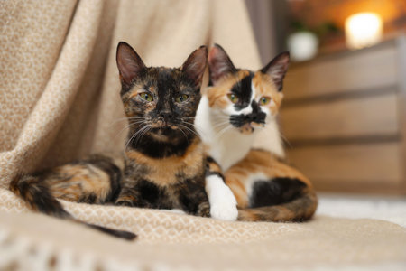 Cute calico kittens and blanket on floor at home