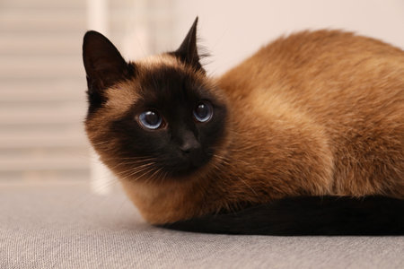 Adorable Thai cat resting on grey cloth at home, closeupの写真素材