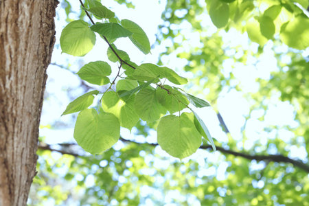 Beautiful tree crown with green leaves as background, closeup
