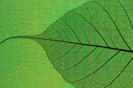 Beautiful skeleton leaf on green textured background, macro view