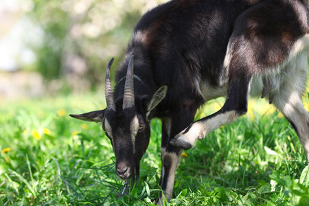 Cute goat grazing in meadow on sunny dayの写真素材