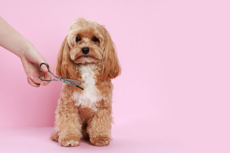 Pet grooming. Woman with scissors and cute dog on pink background, closeup. Space for textの写真素材