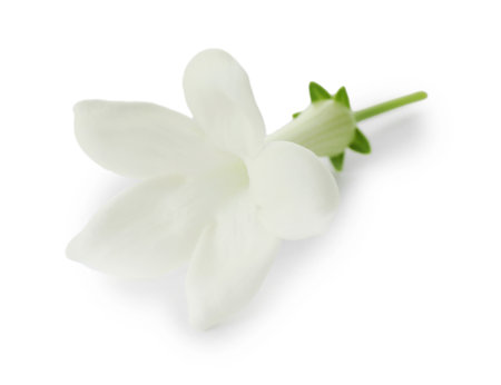 Beautiful aromatic jasmine flower isolated on whiteの写真素材