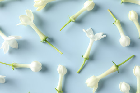 Beautiful jasmine flowers on light blue background, flat layの写真素材
