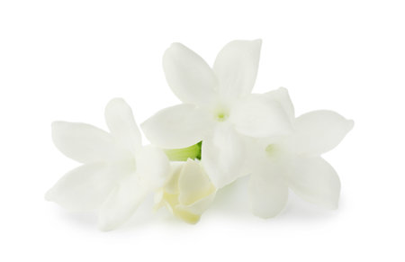 Beautiful aromatic jasmine flowers isolated on whiteの写真素材