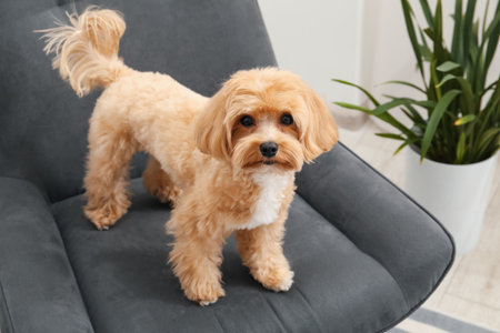 Cute Maltipoo dog in armchair at homeの写真素材