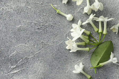 Beautiful jasmine flowers and green leaf on grey table, flat lay. Space for text