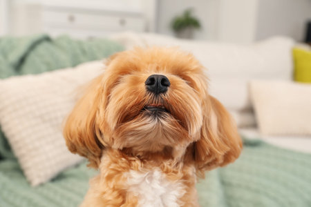 Cute Maltipoo dog on sofa at home
