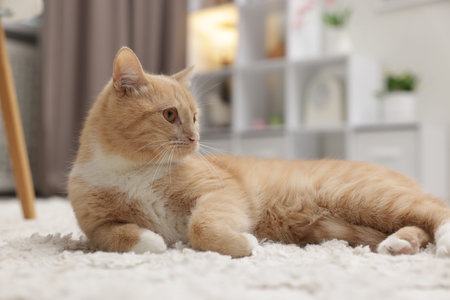 Cute ginger cat lying on floor at homeの写真素材