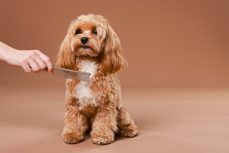 Pet grooming. Woman brushing cute dog with comb on brown background, closeup. Space for textの写真素材