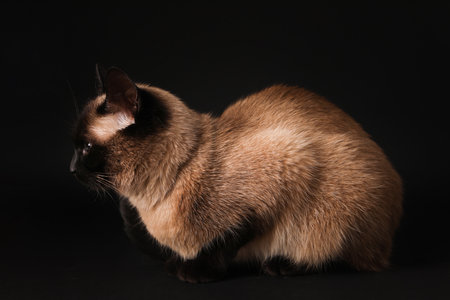 Adorable Thai cat on black background. Fluffy petの写真素材