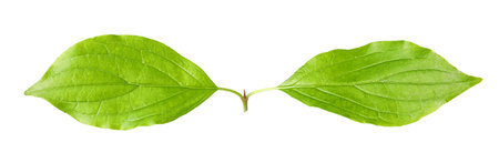 Branch with green leaves isolated on white