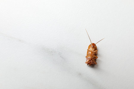 One cockroach on white marble table, top view. Space for textの写真素材