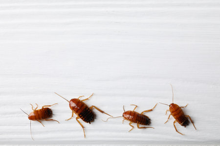 Many cockroaches on white wooden table, flat lay. Space for textの写真素材
