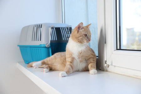 Cute cat and pet carrier on window sill indoorsの写真素材