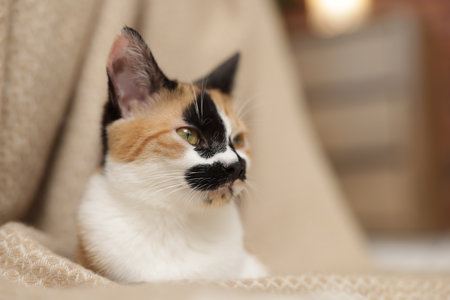 Cute calico kitten and blanket at home, closeup. Space for textの写真素材