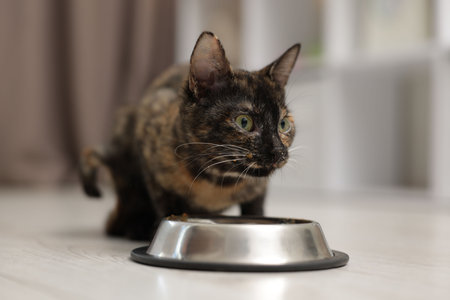 Cute calico kitten eating food from bowl on floor at home, closeupの写真素材