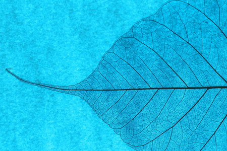 Beautiful skeleton leaf on light blue background, macro view