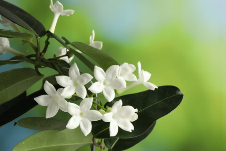 Beautiful jasmine plant with flowers on blurred background, closeupの写真素材