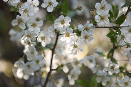 Beautiful blossoming plum tree with white flowers outdoors, closeupの写真素材
