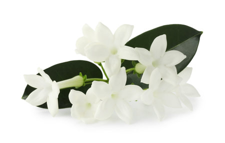 Beautiful aromatic jasmine flowers and leaves isolated on whiteの写真素材