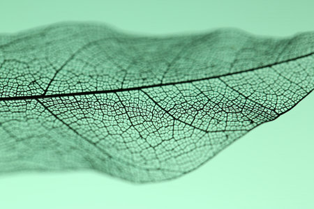Beautiful skeleton leaf on light green background, macro viewの写真素材