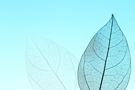 Beautiful skeleton leaves on light blue background, macro view. Space for textの写真素材