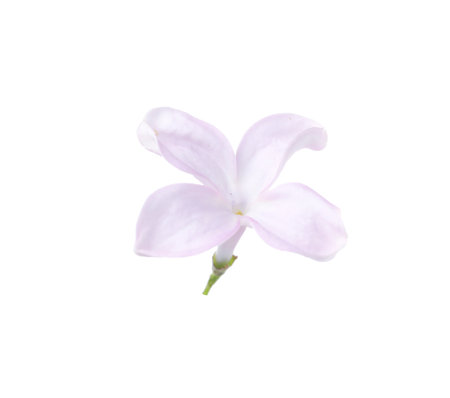 One beautiful lilac flower isolated on whiteの写真素材