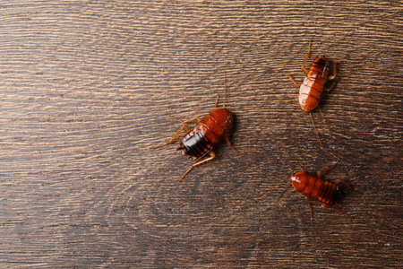 Three cockroaches on wooden table, flat lay. Space for text
