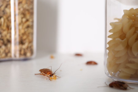 Cockroaches with food crumbs on the table, selective focus