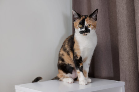 Cute calico kitten on dresser at home