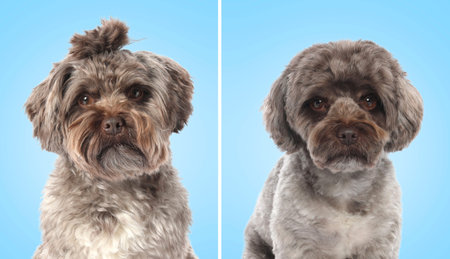 Cute Maltipoo dog before and after grooming on light blue background, collage. Pet hair careの写真素材