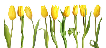Beautiful yellow tulip flowers on white background, setの写真素材