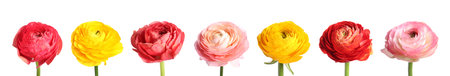 Beautiful ranunculus flowers isolated on white, set