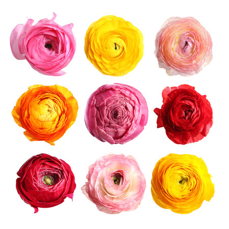 Beautiful ranunculus flowers isolated on white, set