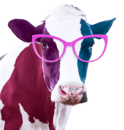 Cute cow with sunglasses against white background. Color toningの写真素材