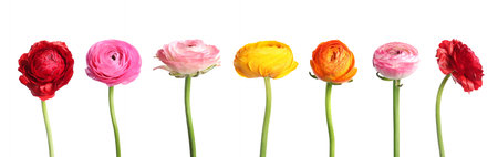 Beautiful ranunculus flowers isolated on white, set